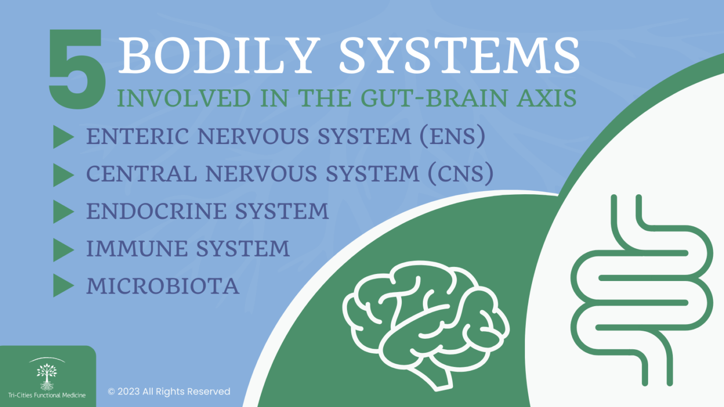 Bodily Systems Involved in the Gut-Brain Connection
